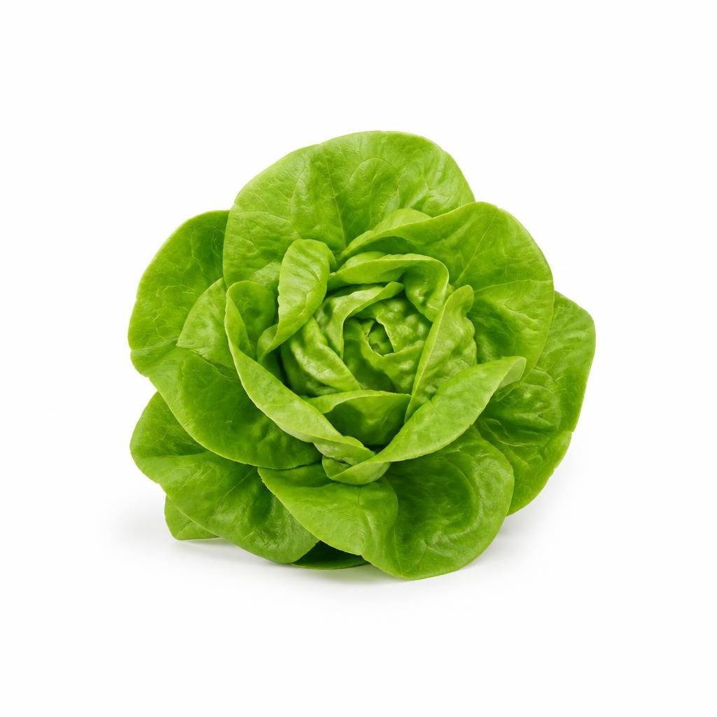 GRABBIT BUTTERHEAD LETTUCE 2700SEEDS+-