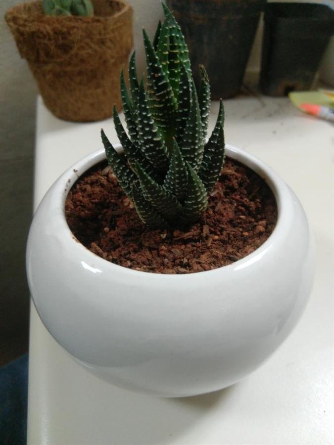 Plant
