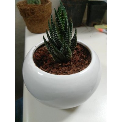 Plant