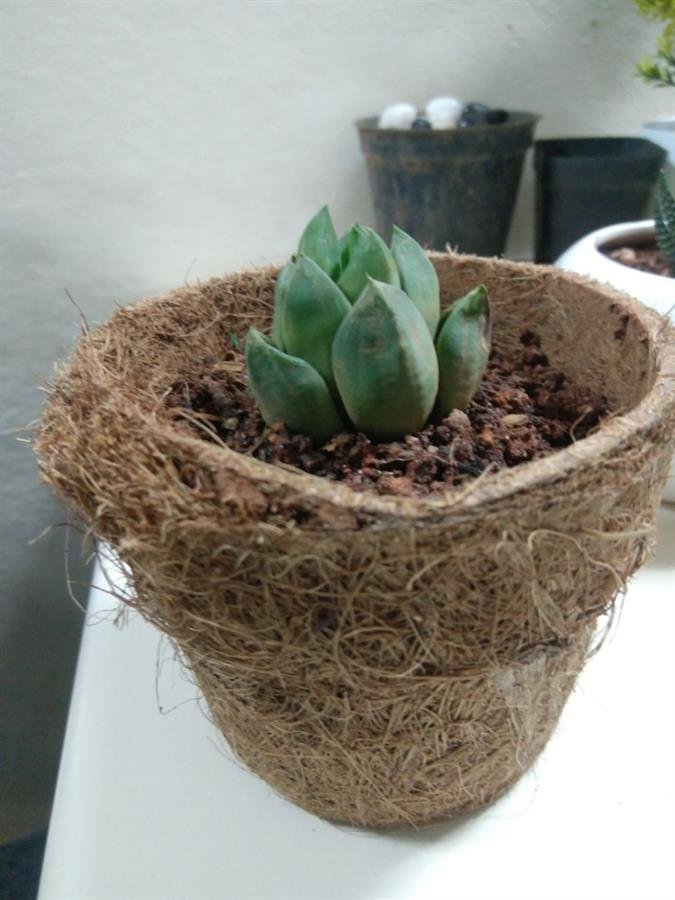 Coir pot