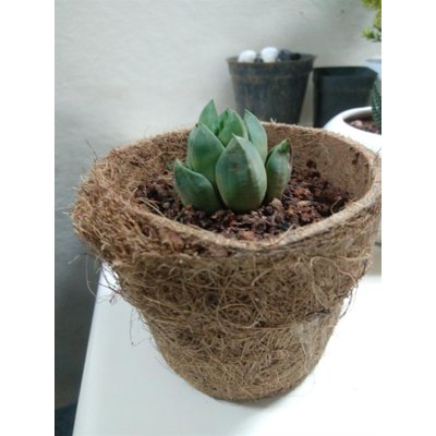Coir pot