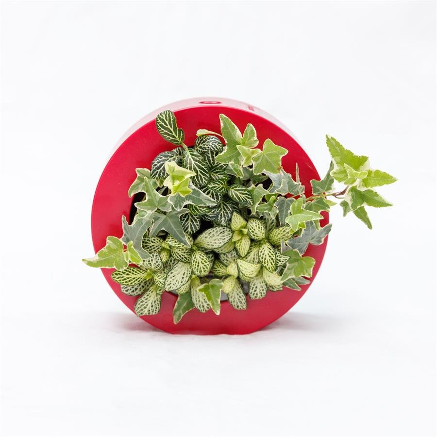B. Midorie Round Frame w Plants - Red