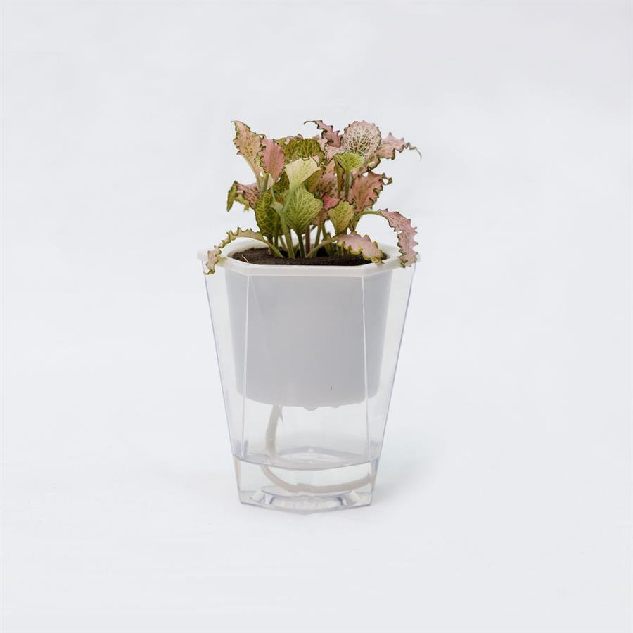 C. Easy Pot w Fittonia Pink