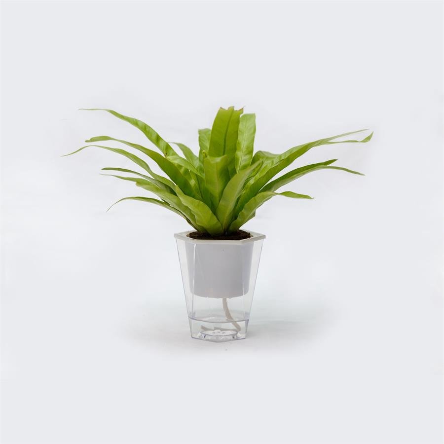 C. Easy Pot w Bird Nest Fern