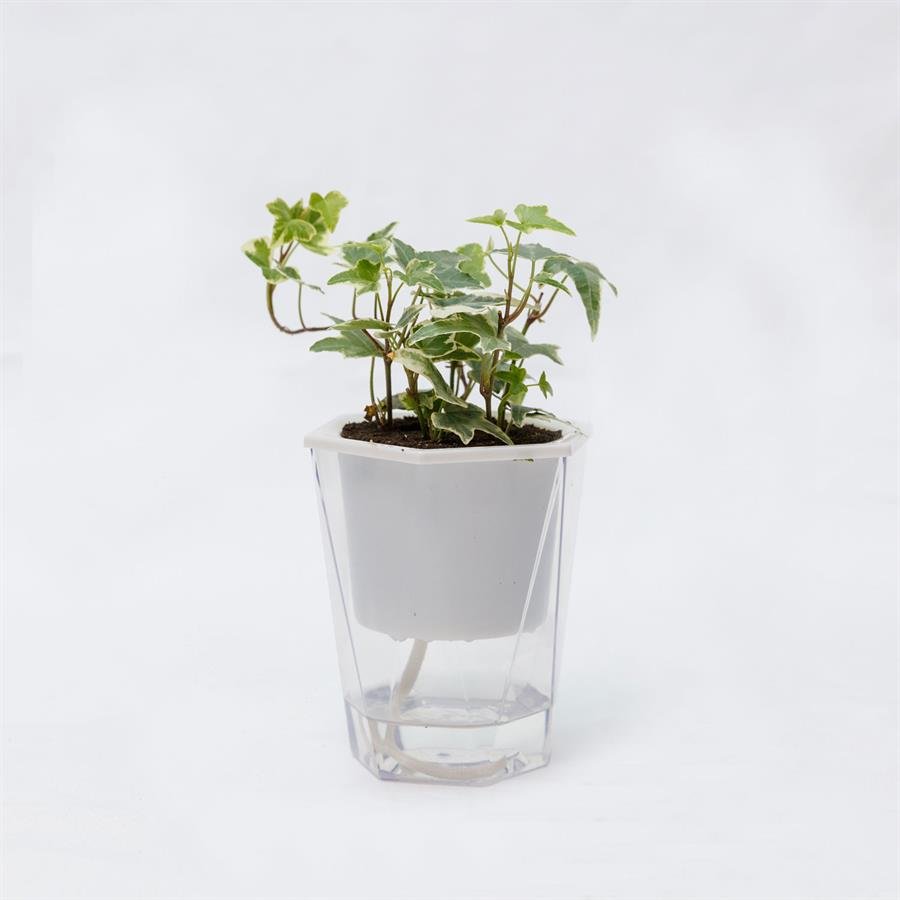 C. Easy Pot w Ivy Plant