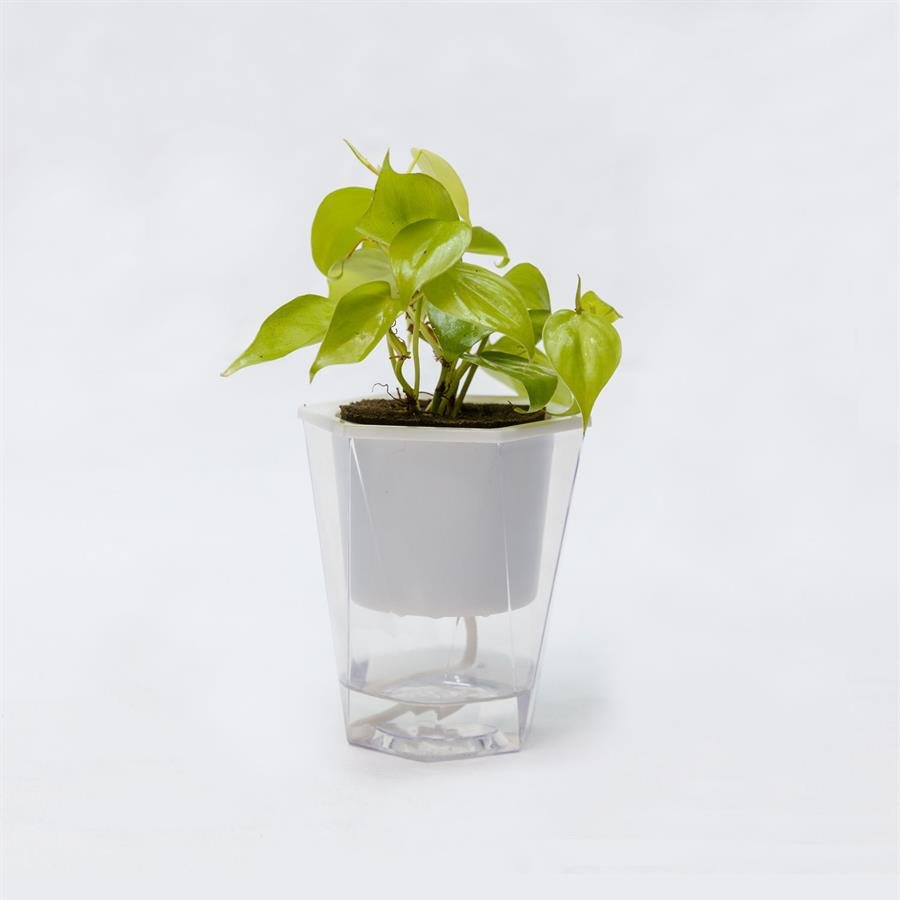 C. Easy Pot w Philodendron Lemon