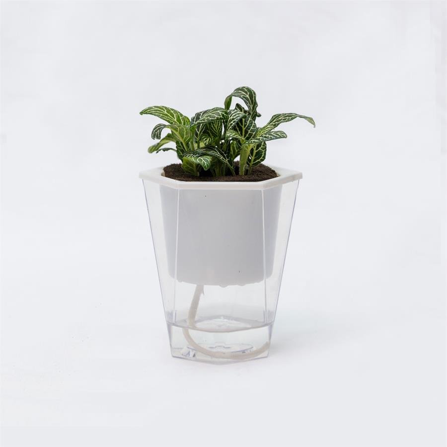C. Easy Pot w Fitonia