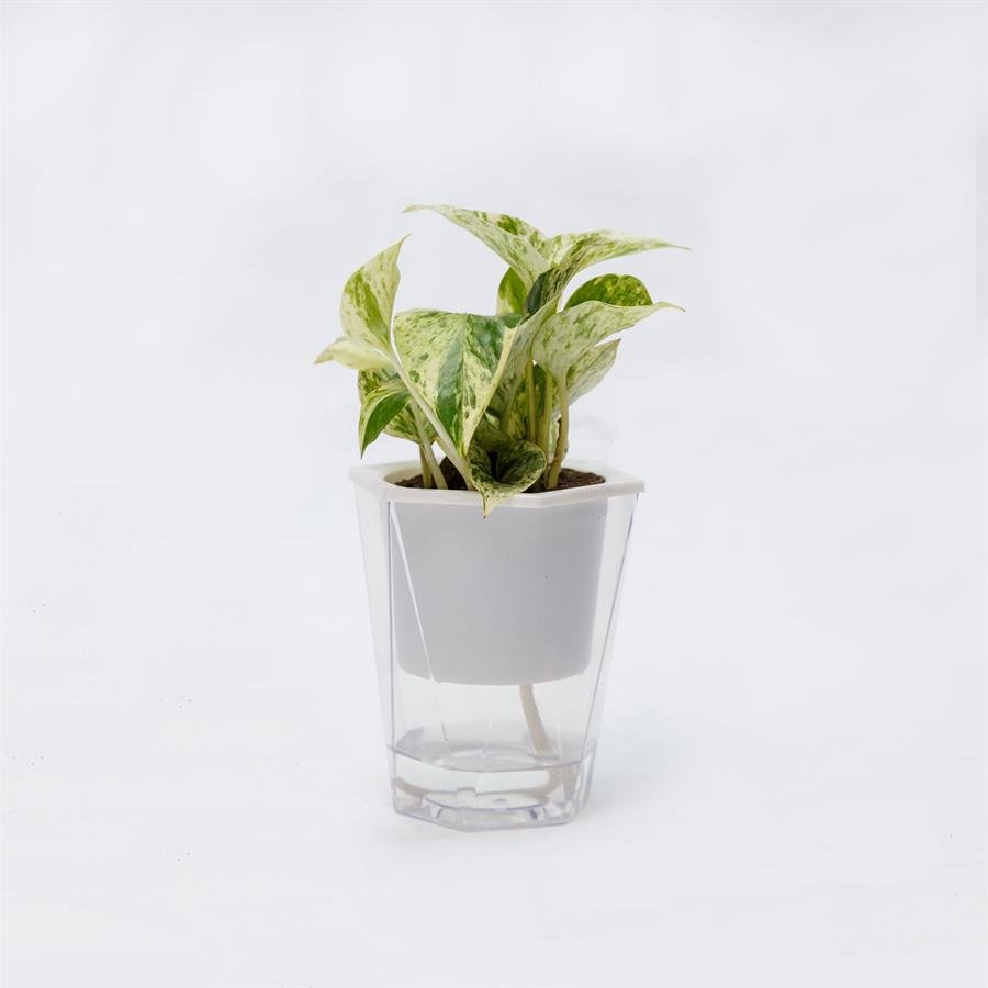C. Easy Pot w Epipremnum Aureum