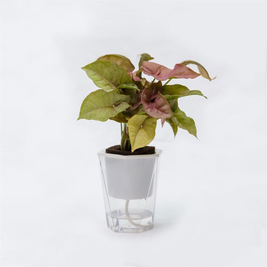 C. Easy Pot w Plants