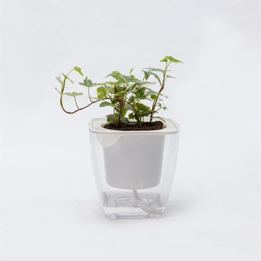 C. Easy Pot w Ivy Plant