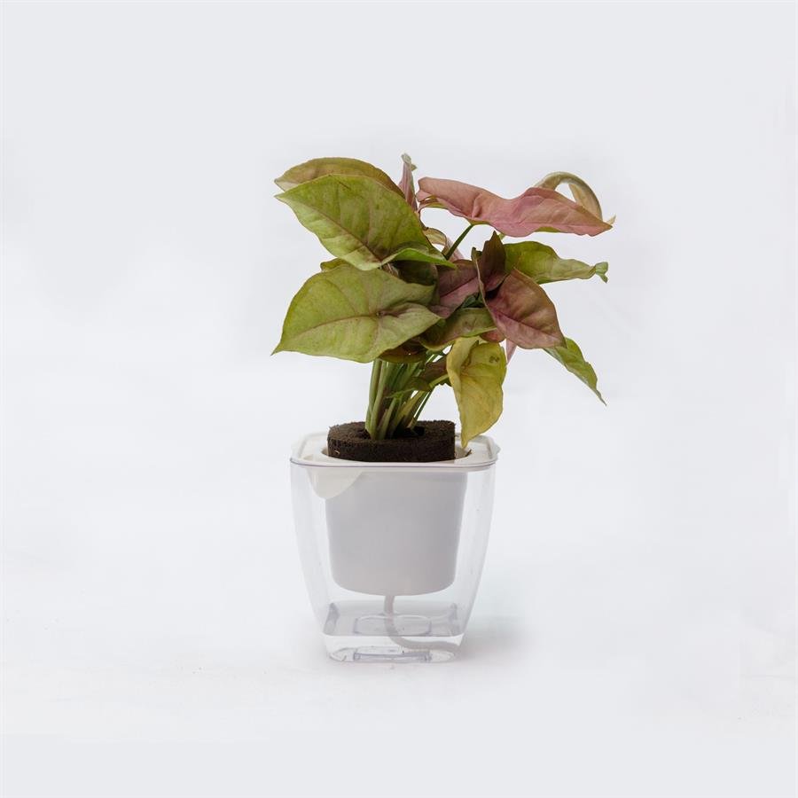 C. Easy Pot w Plants