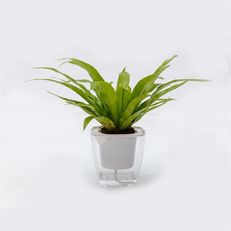C. Easy Pot w Bird Nest Fern