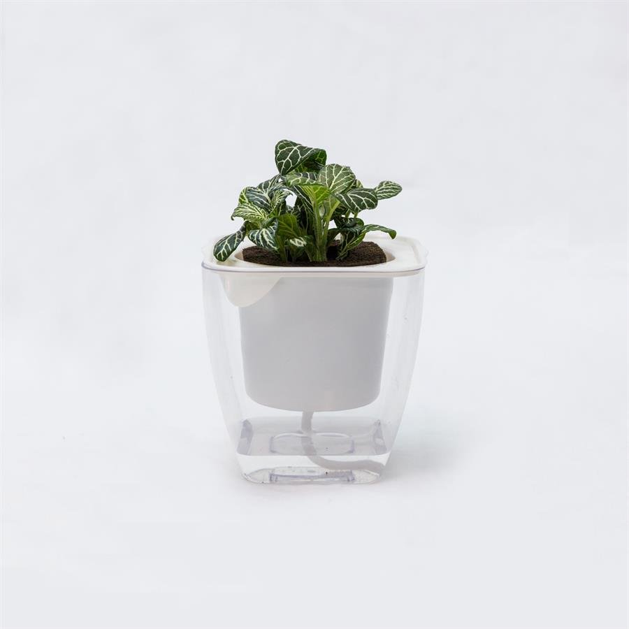 C. Easy Pot w Fitonia