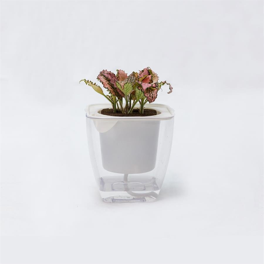 C. Easy Pot w Fittonia Pink