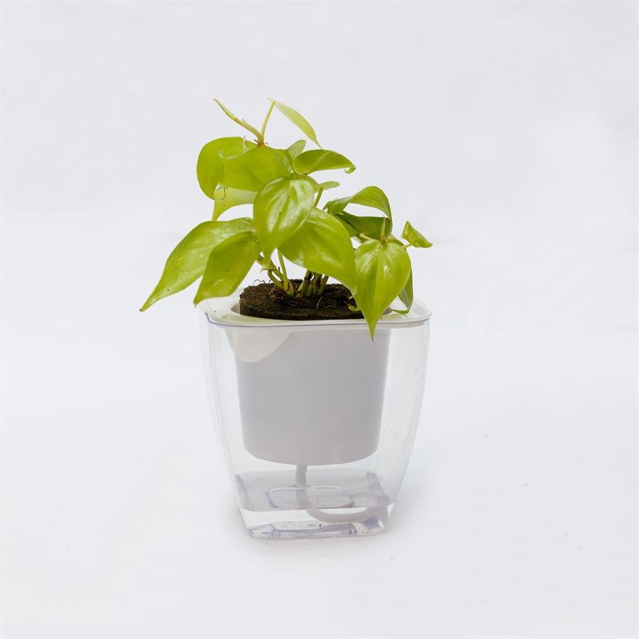 C. Easy Pot w Philodendron Lemon
