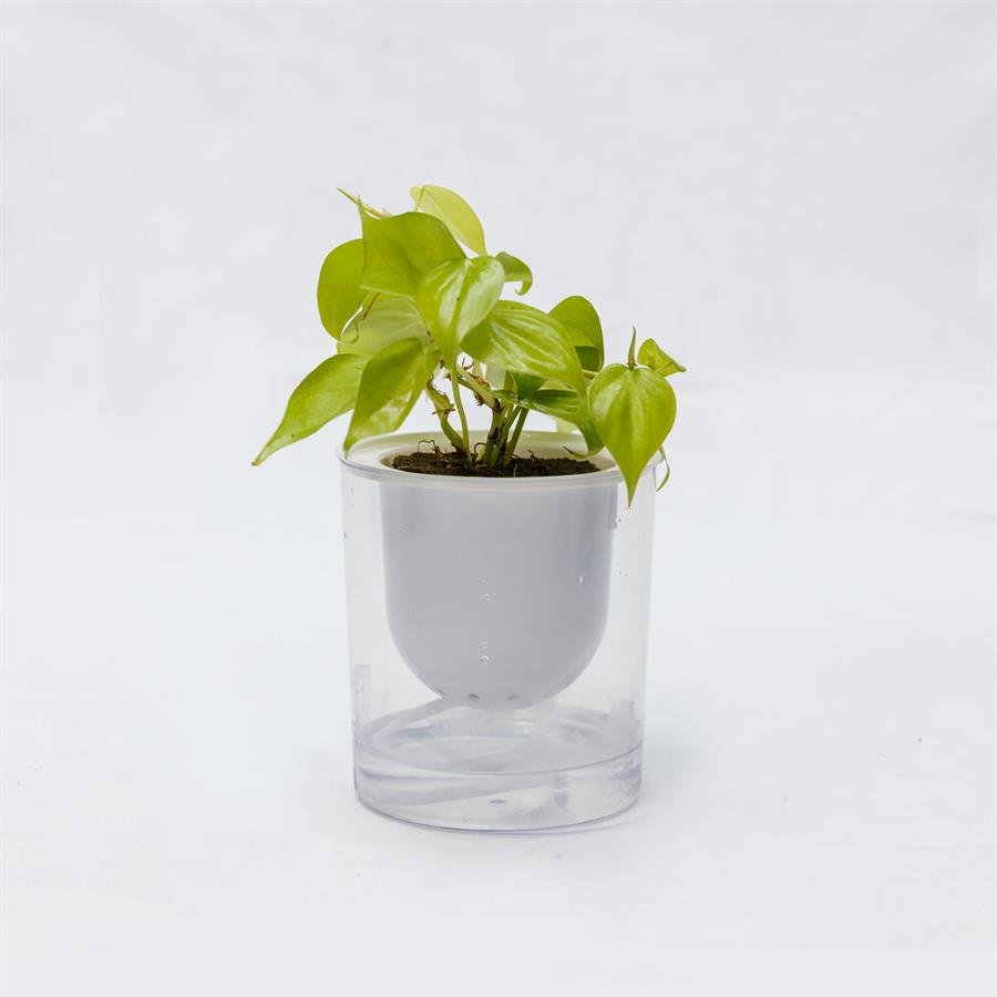 C. Easy Pot w Philodendron Lemon