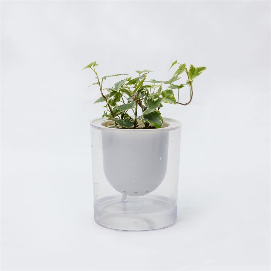 C. Easy Pot w Ivy Plant