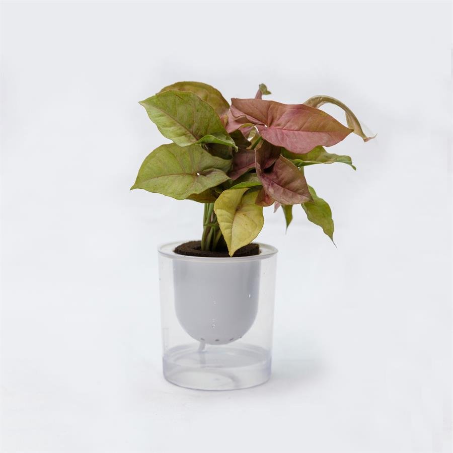 C. Easy Pot w Plants