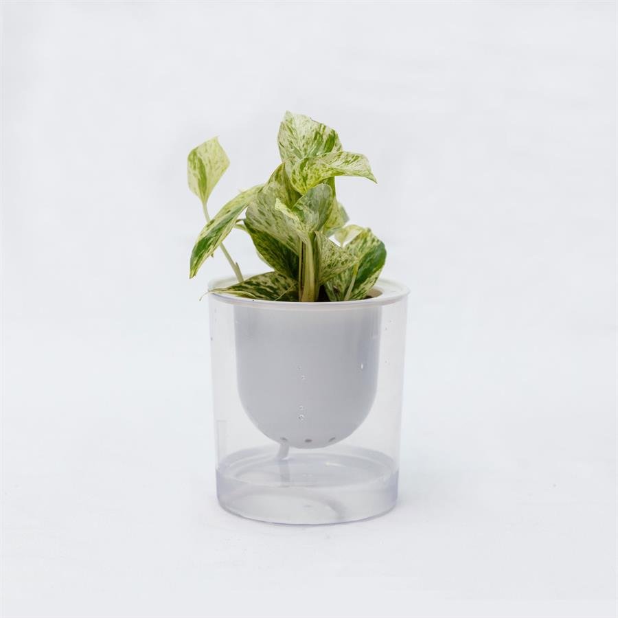 C. Easy Pot w Epipremnum Aureum