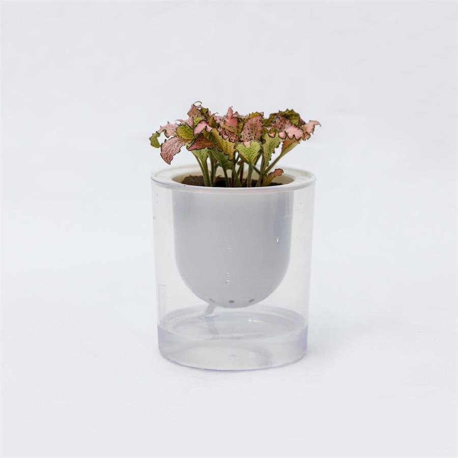 C. Easy Pot w Fittonia Pink