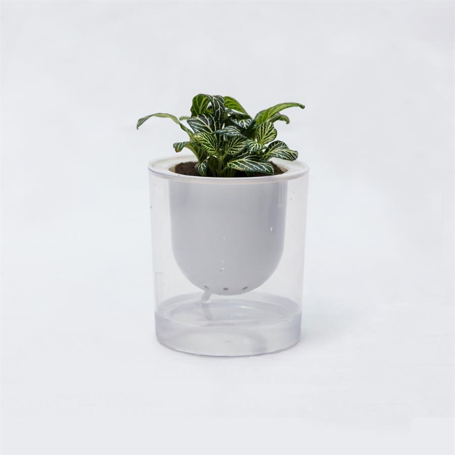 C. Easy Pot w Plants