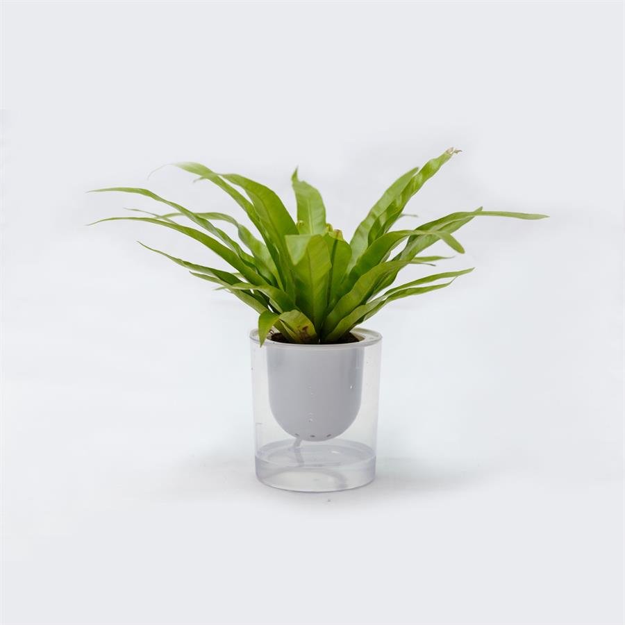 C. Easy Pot w Plants