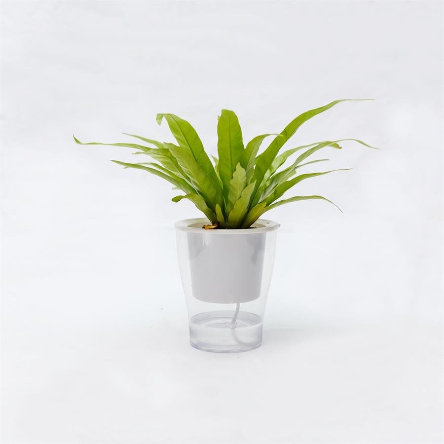C. Easy Pot w Bird Nest Fern