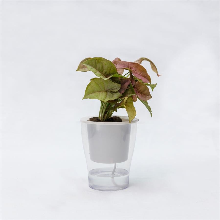 C. Easy Pot w Plants