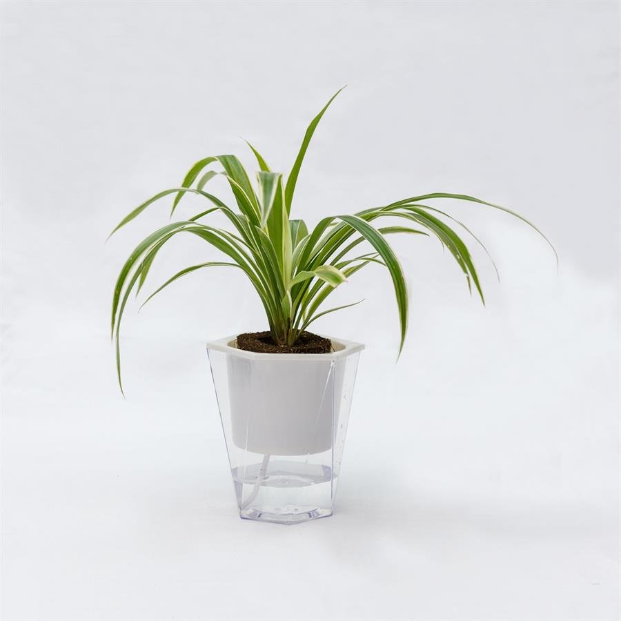 C. Easy Pot w Spider Plant