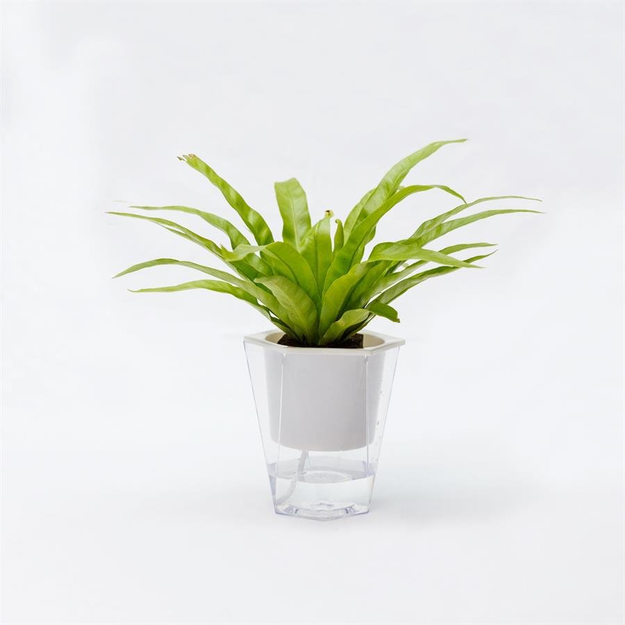 C. Easy Pot w Bird Nest Fern