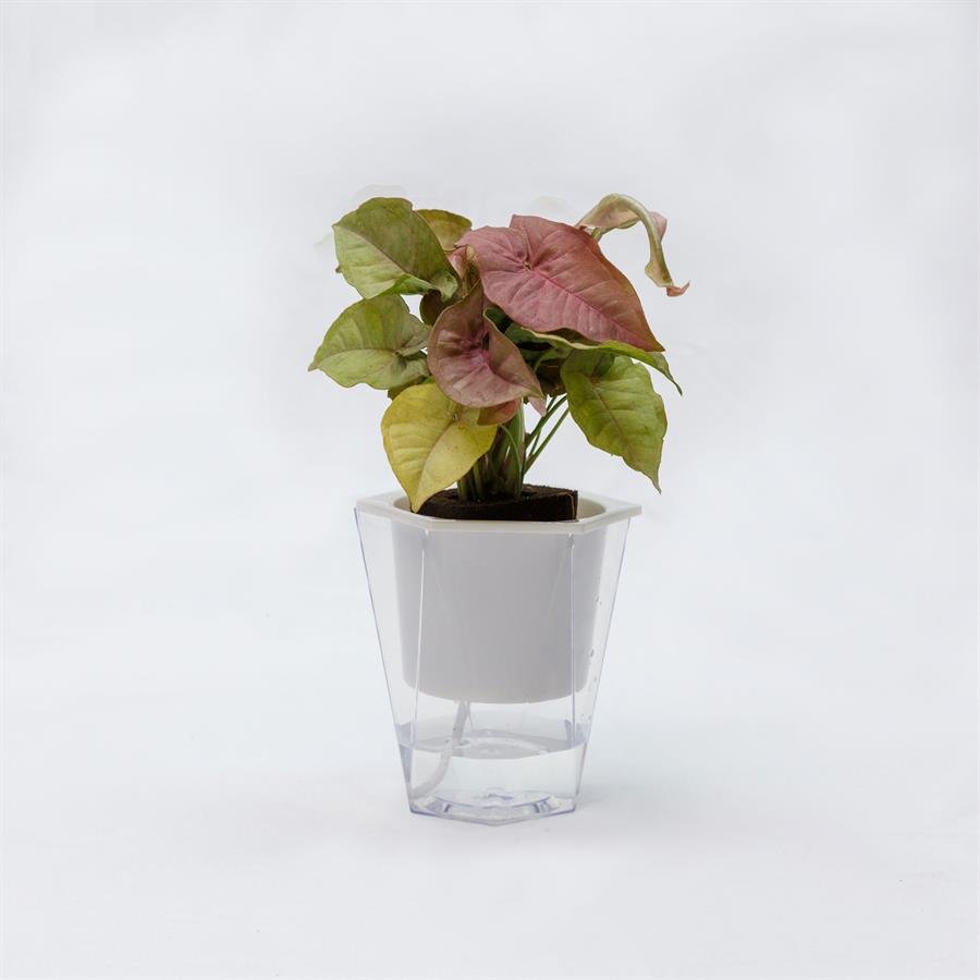 C. Easy Pot w Plants