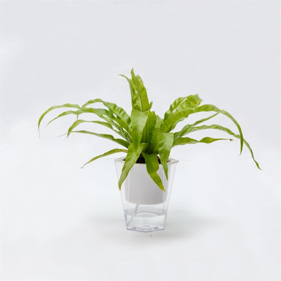 C. Easy Pot w Bird Nest Fern