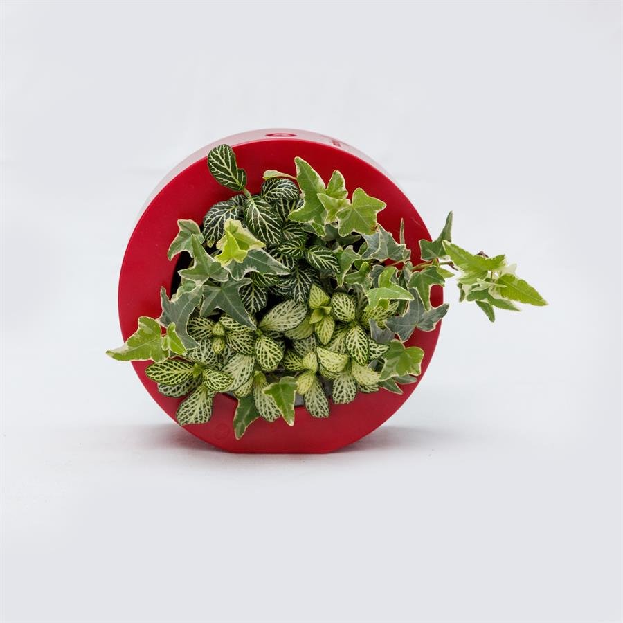 B. Midorie Round Frame w Plants - Red