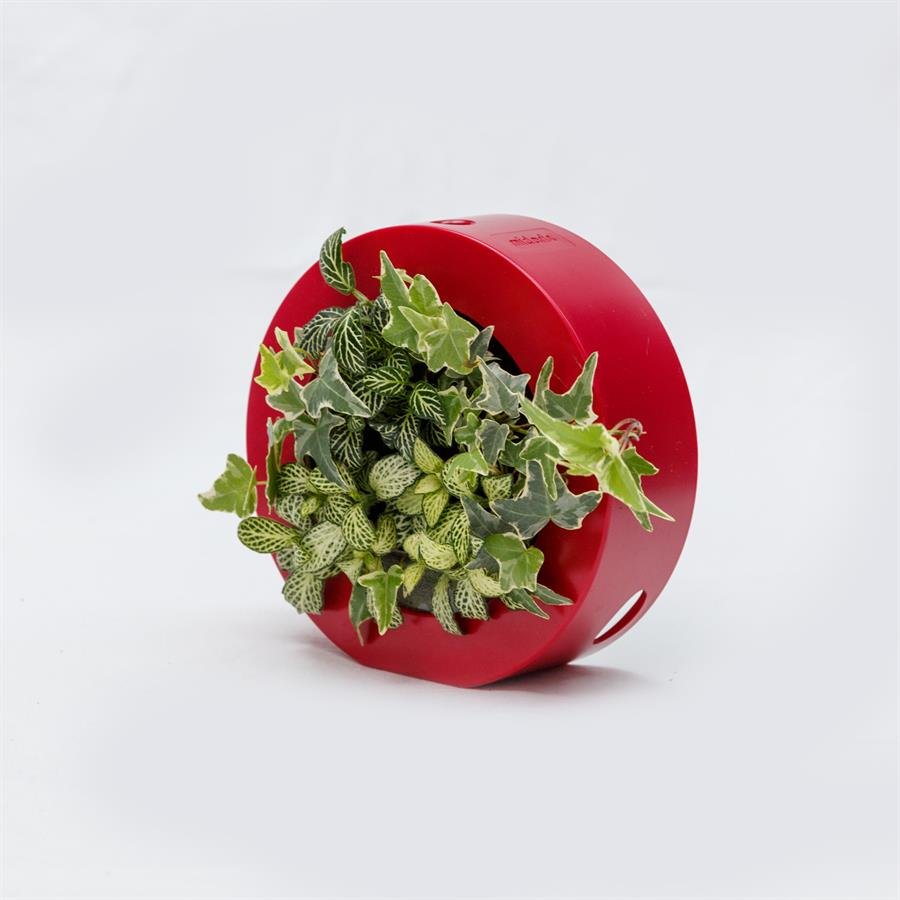 B. Midorie Round Frame w Plants - Red