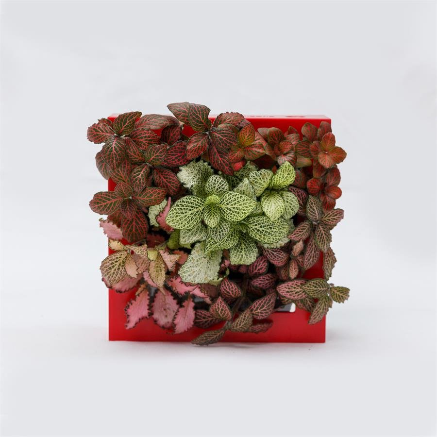 B. Midorie Square Frame w Plants - Red