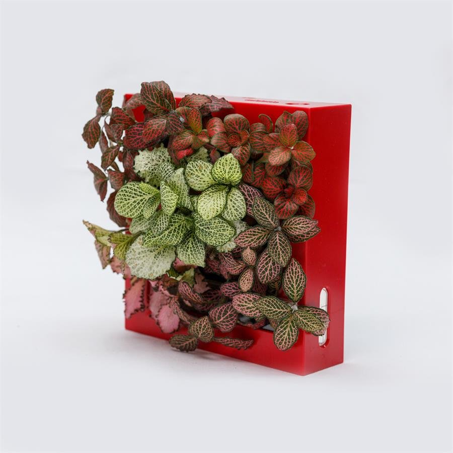 B. Midorie Square Frame w Plants - Red