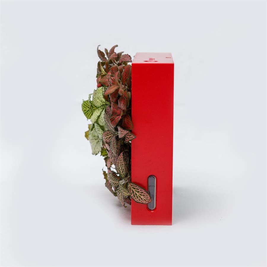 B. Midorie Square Frame w Plants - Red