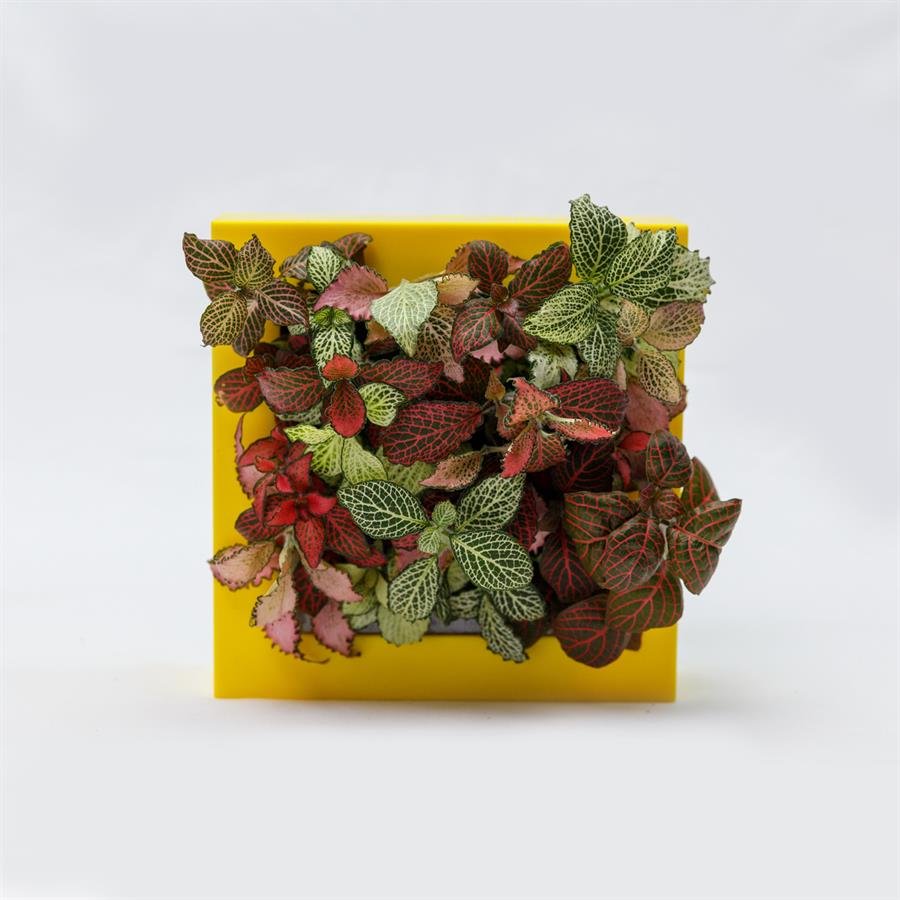 B. Midorie Square Frame w Plants - Yellow