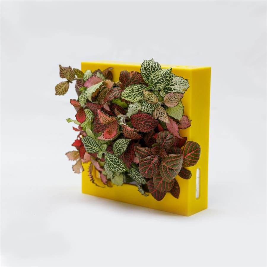 B. Midorie Square Frame w Plants - Yellow