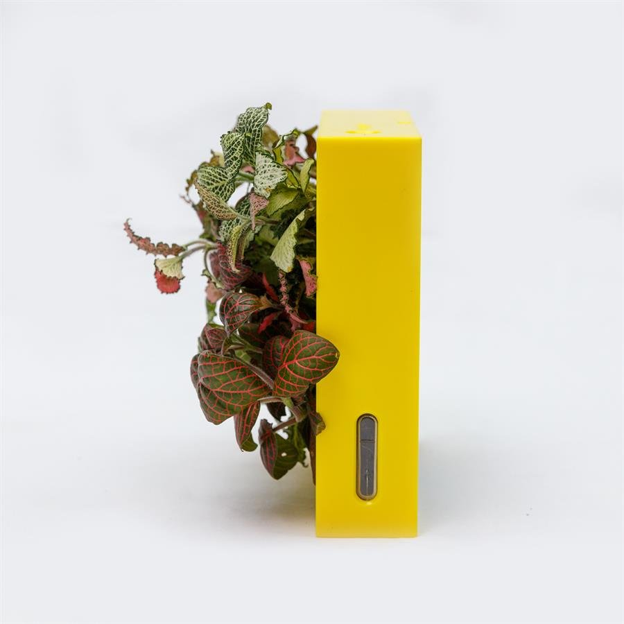 B. Midorie Square Frame w Plants - Yellow