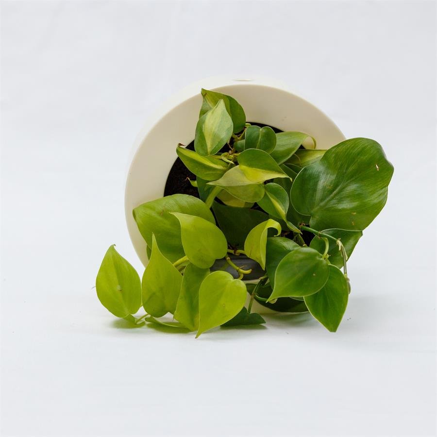 B. Midorie Round Frame w Plants - White