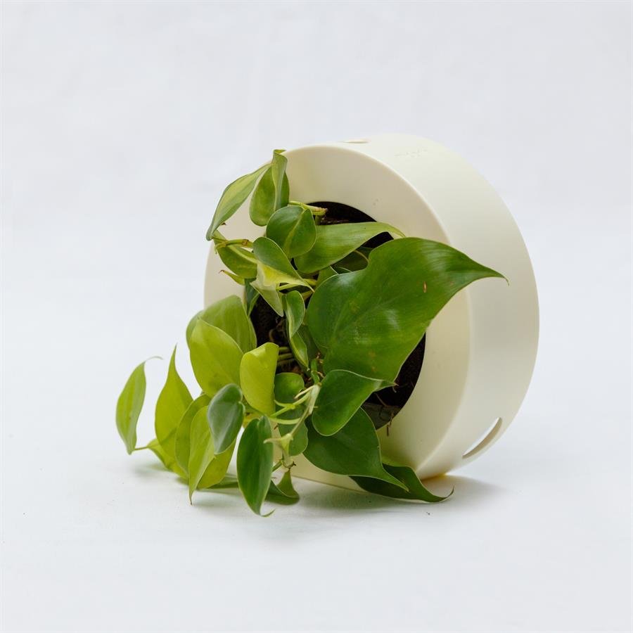 B. Midorie Round Frame w Plants - White