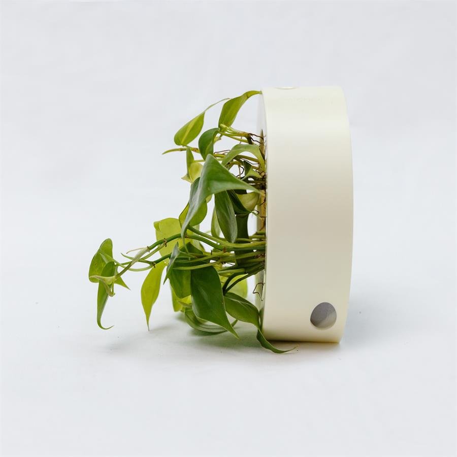B. Midorie Round Frame w Plants - White
