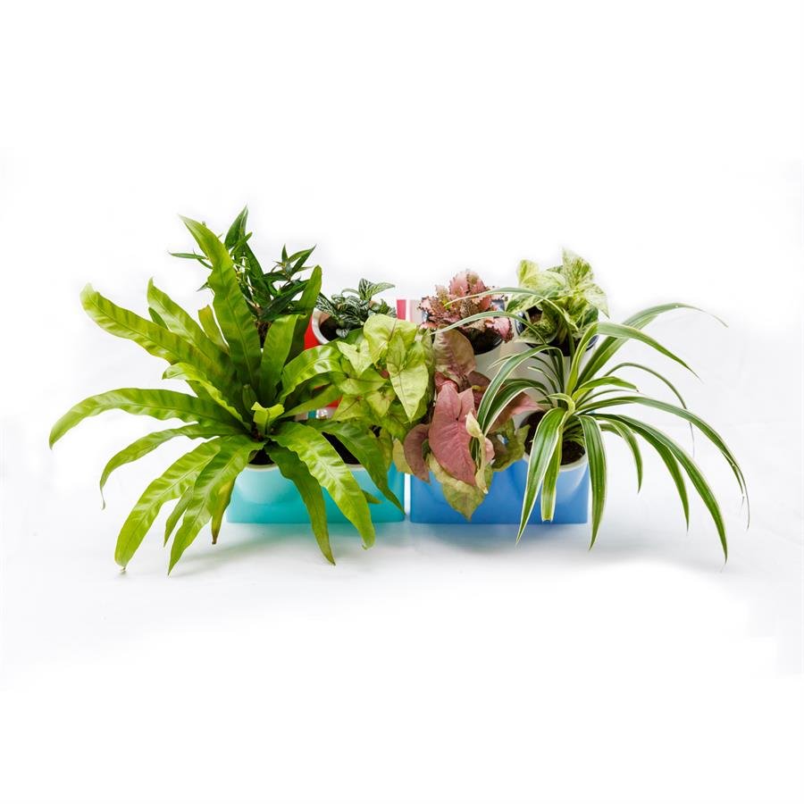 E. Twin Easy Pot w Plants - 2 units