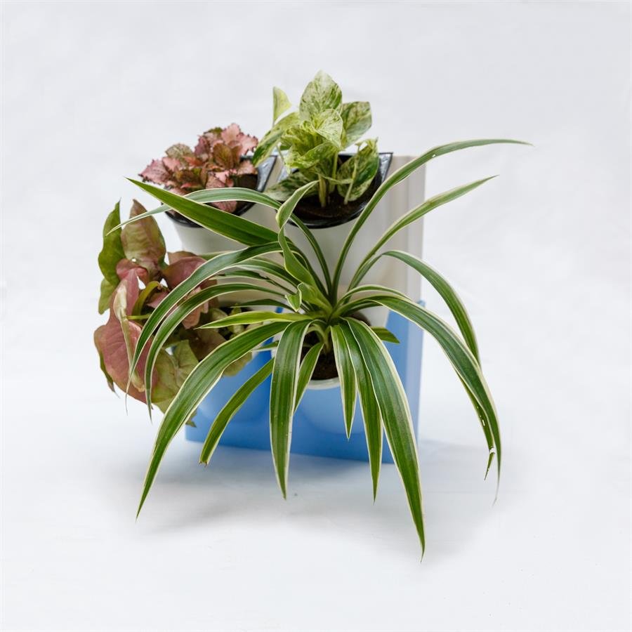 E. Twin Easy Pot w Plants - 2 units
