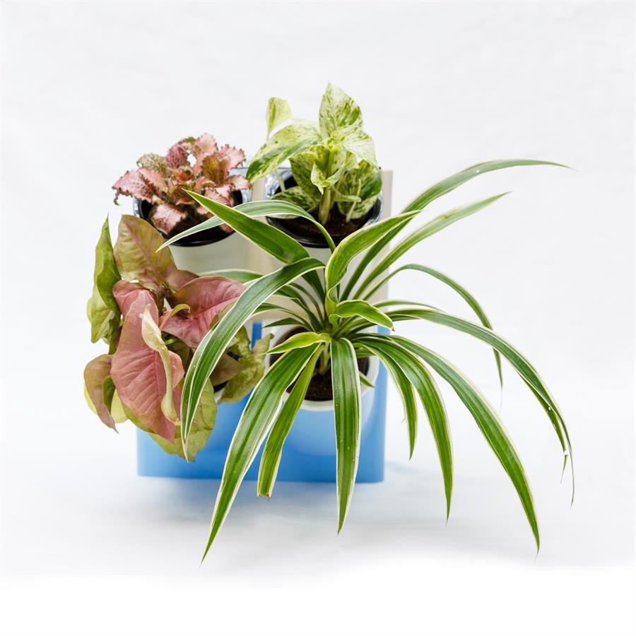 E. Twin Easy Pot w Plants - 2 units