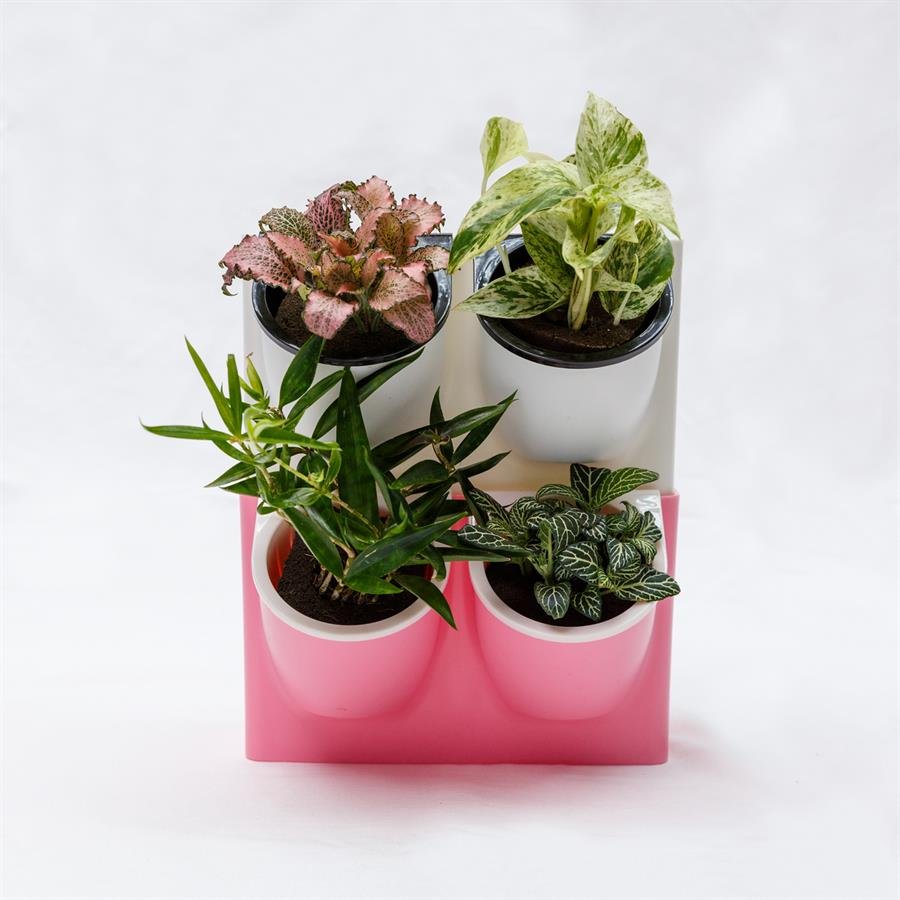 E. Twin Easy Pot w Plants - 2 units