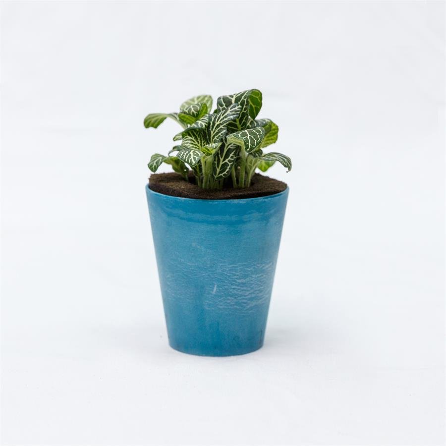 E. GIM Pot w Plants - Blue