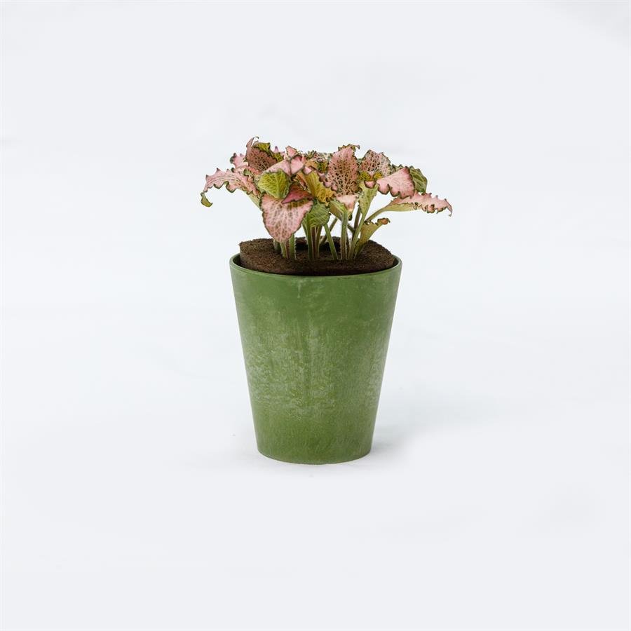 E. GIM Pot w Plants - Dark Green