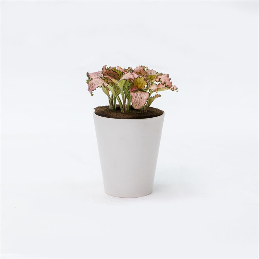E. GIM Pot w Plants - White